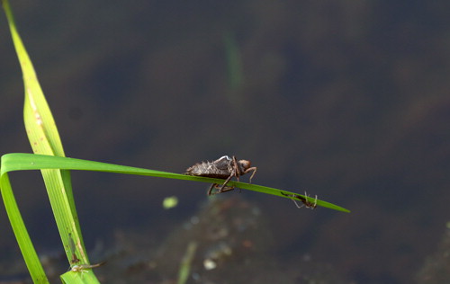 An empty dragonfly nymph and other exoskeletons are on a sedge at Lackawanna State Park, Pennsylvania.