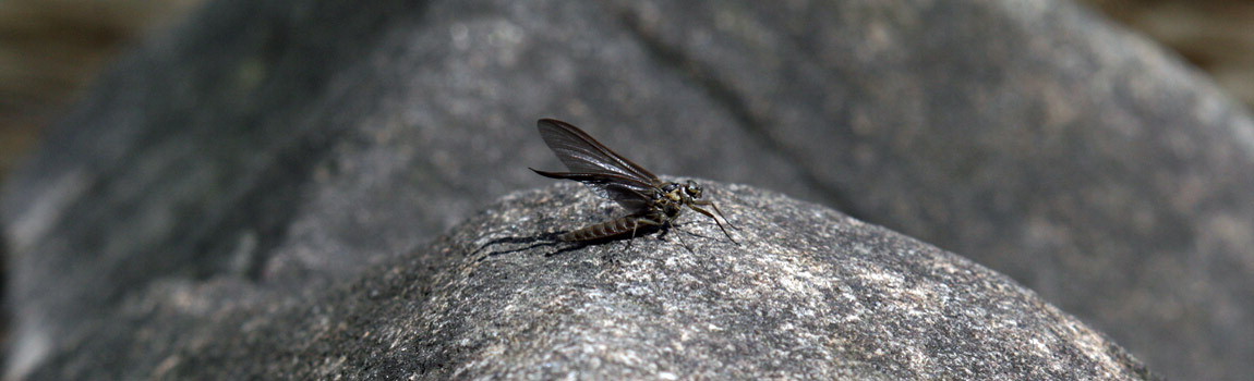 A newly metamorphosized stonefly stretches its wings at Gifford Pinchot State Park, Pennsylvania.