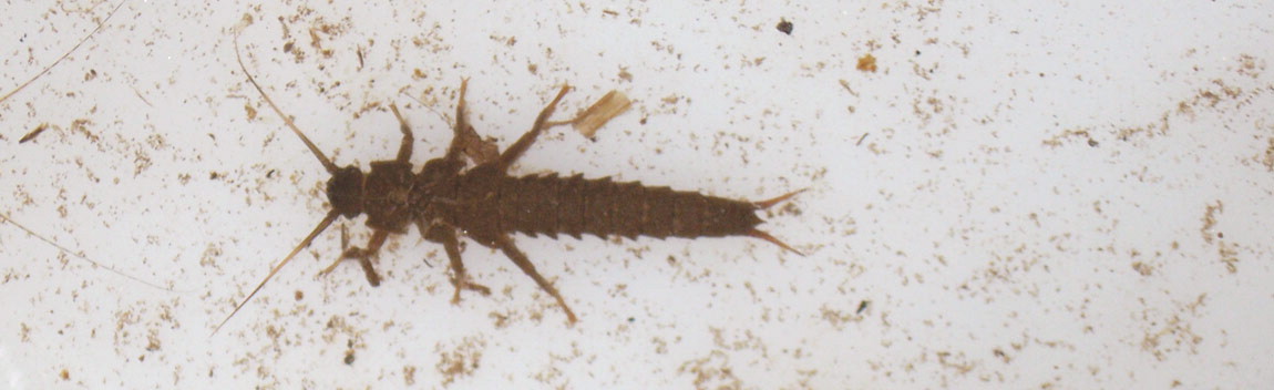 Because of the two tails this larva can be identified as a stonefly larva.