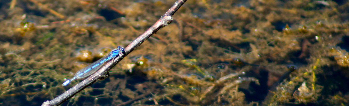 A bright blue damselfly perches on a twig over a creek at Poe Valley State Park, Pennsylvania.